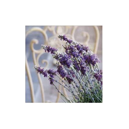 Art for the Home - Buitencanvas - Lavendel Harmonie - 50x50cm