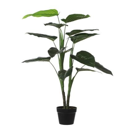Mica Philodendron in pot groen