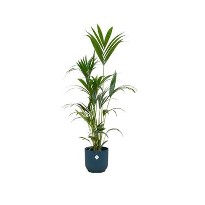 Kentia palm + elho Vibes Fold Round blauw Ø30 - 160 cm