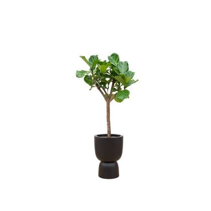 Green Bubble - Ficus Lyrata boom + elho Pure Coupe zwart Ø41 - 210 cm