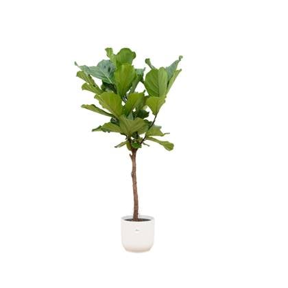 Ficus Lyrata stam + elho Vibes Fold Round wit Ø30 - 160cm