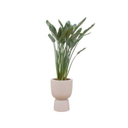 Green Bubble - Strelitzia Reginae + elho Pure Coupe beige Ø41 - 190 cm