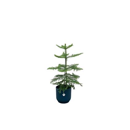 Green Bubble - Araucaria (kamerden) inclusief elho Vibes Fold Round blauw Ø18 - 60 cm