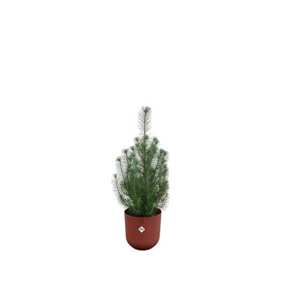 Green Bubble - Pinus Pinea 'Silver Crest' inclusief elho Jazz Rond rood Ø19 - 50 cm