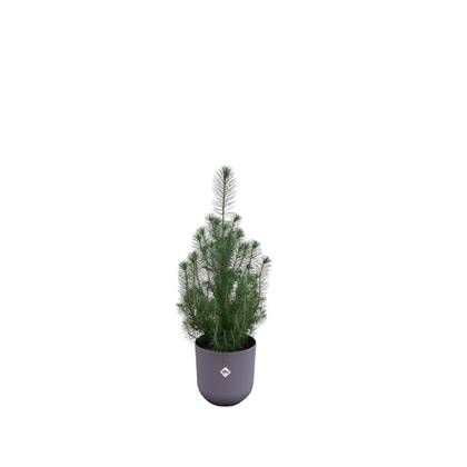 Green Bubble - Pinus Pinea 'Silver Crest' inclusief elho Jazz Rond lila Ø19 - 50 cm