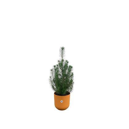 Green Bubble - Pinus Pinea 'Silver Crest' inclusief elho Jazz Rond geel Ø19 - 50 cm