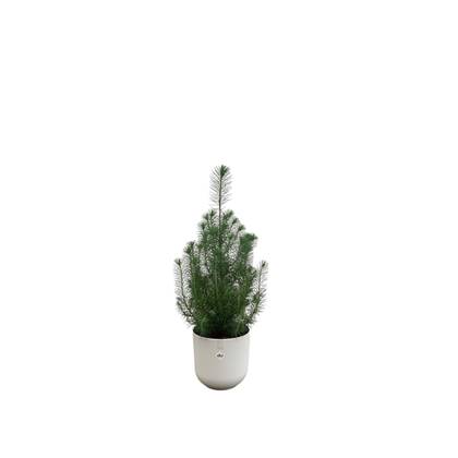 Green Bubble - Pinus Pinea 'Silver Crest' inclusief elho Jazz Rond wit Ø19 - 50 cm