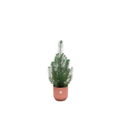 Green Bubble - Pinus Pinea 'Silver Crest' inclusief elho Vibes Fold Round roze Ø18 - 50 cm
