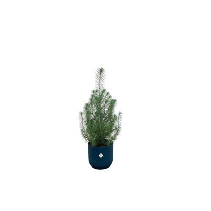 Green Bubble - Pinus Pinea 'Silver Crest' inclusief elho Vibes Fold Round blauw Ø18 - 50 cm