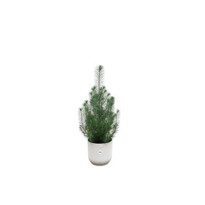 Green Bubble - Pinus Pinea 'Silver Crest' inclusief elho Vibes Fold Round wit Ø18 - 50 cm