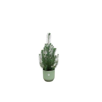Green Bubble - Pinus Pinea 'Silver Crest' inclusief elho Vibes Fold Round groen Ø18 - 50 cm