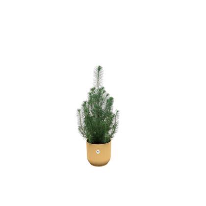Green Bubble - Pinus Pinea 'Silver Crest' inclusief elho Vibes Fold Round geel Ø18 - 50 cm