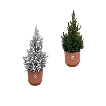Green Bubble - Picea Glauca (kerstboom) + Picea Glauca met sneeuw (kerstboom) inclusief 2x elho Vibes Fold Rond roze Ø22 - 60cm