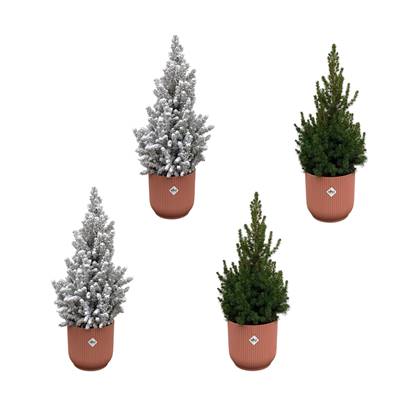 Green Bubble - 2x Picea Glauca (kerstboom) + 2x Picea Glauca met sneeuw (kerstboom) inclusief 4x elho Vibes Fold Rond roze Ø22 - 60cm