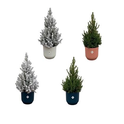 Green Bubble - 2x Picea Glauca (kerstboom) + 2x Picea Glauca met sneeuw (kerstboom) inclusief 4x elho Vibes Fold Rond kleurenmix Ø22 - 60cm