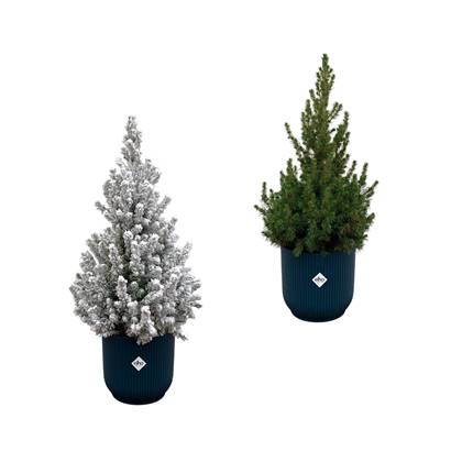 Green Bubble - Picea Glauca (kerstboom) + Picea Glauca met sneeuw (kerstboom) inclusief 2x elho Vibes Fold Rond blauw Ø22 - 60cm