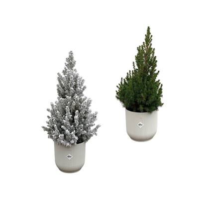 Green Bubble - Picea Glauca (kerstboom) + Picea Glauca met sneeuw (kerstboom) inclusief 2x elho Vibes Fold Rond wit Ø22 - 60cm