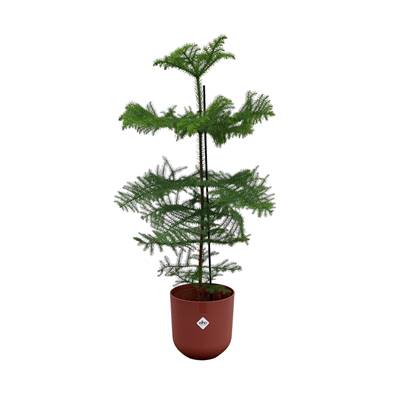 Green Bubble - Araucaria (kamerden) inclusief elho Jazz Rond rood Ø23 - 100 cm