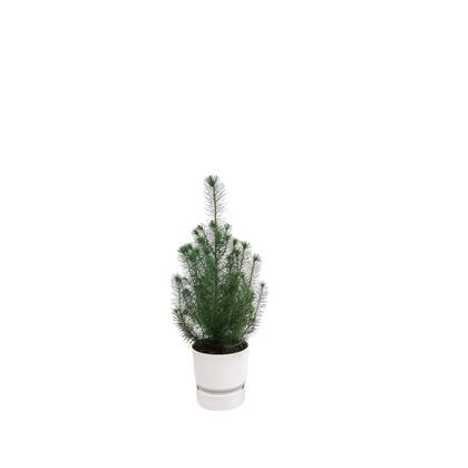 Green Bubble - Pinus Pinea 'Silver Crest' inclusief elho Greenville Round wit Ø18 - 50 cm