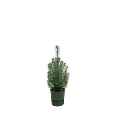 Green Bubble - Pinus Pinea 'Silver Crest' inclusief elho Greenville Round groen Ø18 - 50 cm