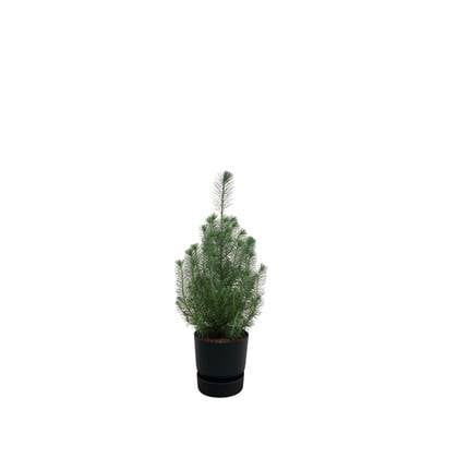 Green Bubble - Pinus Pinea 'Silver Crest' inclusief elho Greenville Round zwart Ø18 - 50 cm