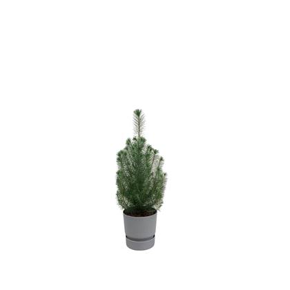 Green Bubble - Pinus Pinea 'Silver Crest' inclusief elho Greenville Round grijs Ø18 - 50 cm