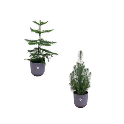 Green Bubble - Kerstpakket - Pinus Pinea 'Silver Crest' + Araucaria (kamerden) inclusief 2x elho Jazz Rond lila Ø19 - 50-60cm