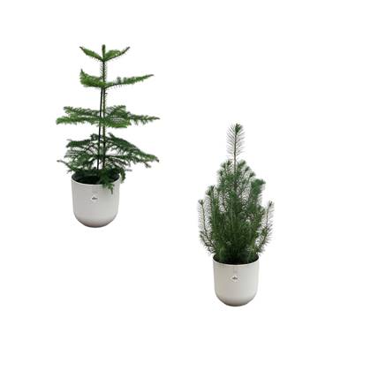 Green Bubble - Kerstpakket - Pinus Pinea 'Silver Crest' + Araucaria (kamerden) inclusief 2x elho Jazz Rond wit Ø19 - 50-60cm