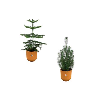 Green Bubble - Kerstpakket - Pinus Pinea 'Silver Crest' + Araucaria (kamerden) inclusief 2x elho Jazz Rond geel Ø19 - 50-60cm