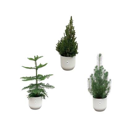 Green Bubble - Kerstpakket - Pinus Pinea + Araucaria + Picea Glauca (kerstboompjes) inclusief 3x elho Vibes Fold Rond wit Ø18-22 - 50-60cm