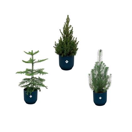 Green Bubble - Kerstpakket - Pinus Pinea + Araucaria + Picea Glauca (kerstboompjes) inclusief 3x elho Vibes Fold Rond blauw Ø18-22 - 50-60cm