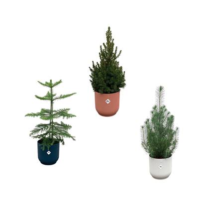 Green Bubble - Kerstpakket - Pinus Pinea + Araucaria + Picea Glauca (kerstboompjes) inclusief 3x elho Vibes Fold Rond kleurenmix Ø18-22 - 50-60cm