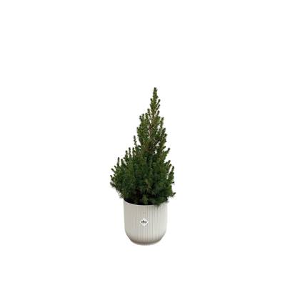 Green Bubble - Picea Glauca (kerstboom) inclusief elho Vibes Fold Round wit Ø22 - 60 cm