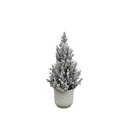 Green Bubble - Picea Glauca met sneeuw (kerstboom) inclusief elho Vibes Fold Round wit Ø22 - 60 cm