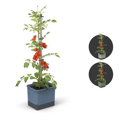 Tomaten Kweekbak / kweekset met waterreservoir & klimsteun - Tom Tomato (blauw)