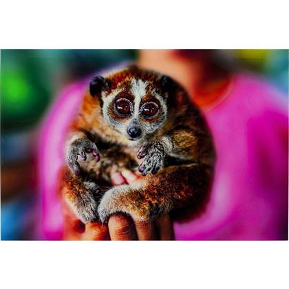 Kare Glasschilderij Slow Loris 80x120cm