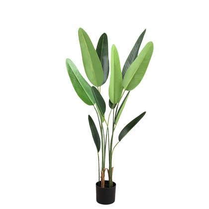 PTMD Tree Green leaf ravenala in black pot S Bruin