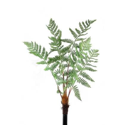 PTMD Fern Plant green sword fern bush
