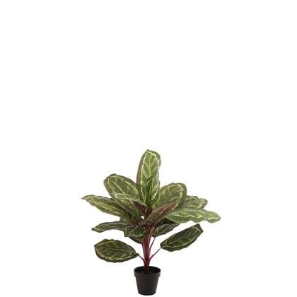 J-Line plant Peacock Plant In Pot - kunststof - Groen