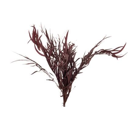 J-Line droogbloemen - Bundel Eucalyptus Wild - bordeaux Rood