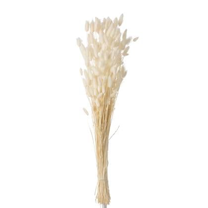 J-Line droogbloemen - Bundel Pluim Hazenstaart - ecru - large Wit