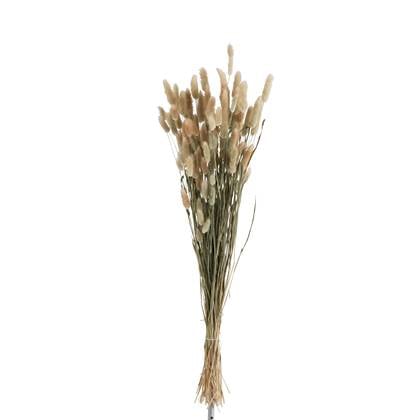 J-Line droogbloemen Hazenstaart - droog bundel pluim - naturel Beige
