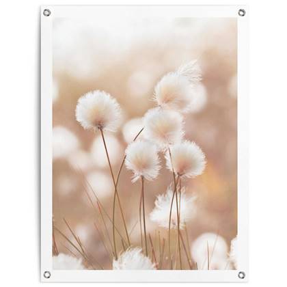 Tuinposter Cotton Field 80x60 cm