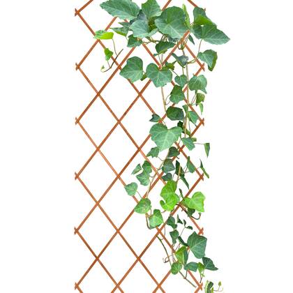 HIXA Klimrek Planten Trellis Plantenrek Buiten en Binnen Muur Plant...