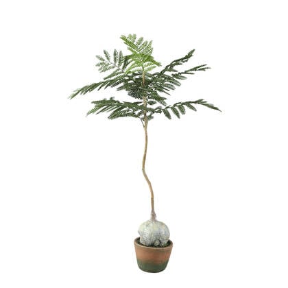 PTMD Tree Green Jacaranda Tree In Pot Groen