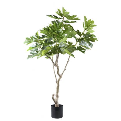 PTMD Tree Green Fig Tree In Pot L Groen