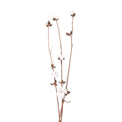 Clayre & Eef Droogbloemen 80 cm Wit Bruin Droogbloemen Droogboeket