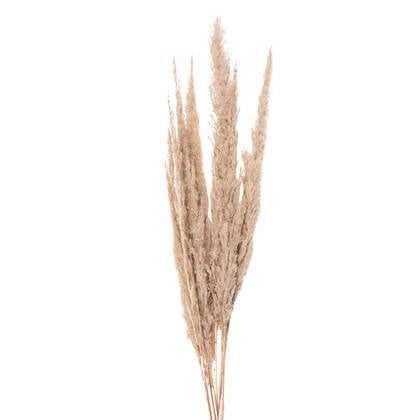 Clayre & Eef Droogbloemen 100 cm Beige Droogbloemen Droogboeket