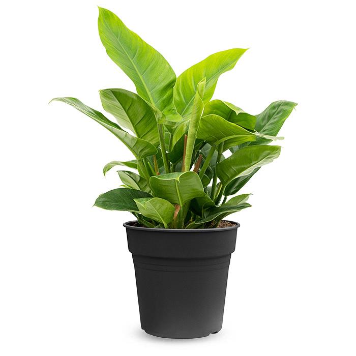 Fleurdirect Philodendron Imperial Green M